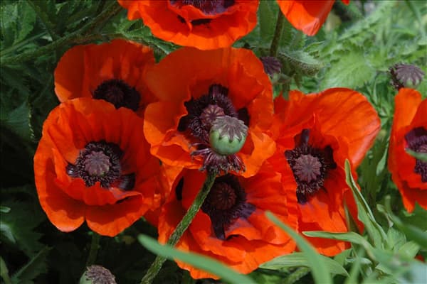 Papaver orientale 'Brillant'