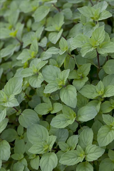 Mentha suaveolens