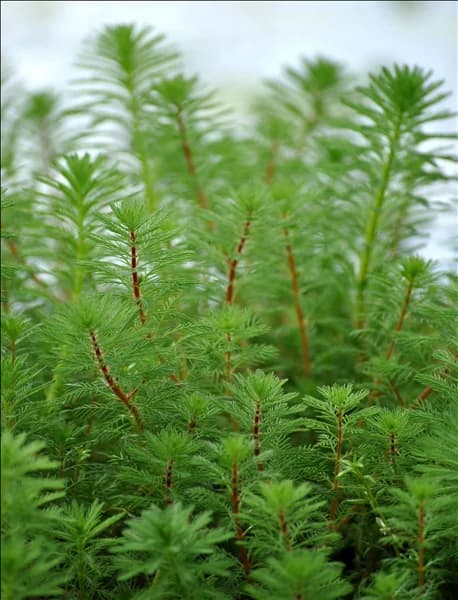 Myriophyllum verticillatum