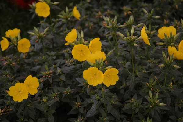 Oenothera tetragona 'Hohes Licht'