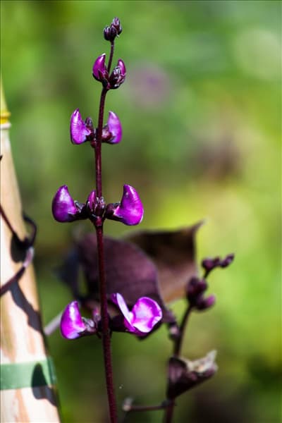 Lablab purpureus
