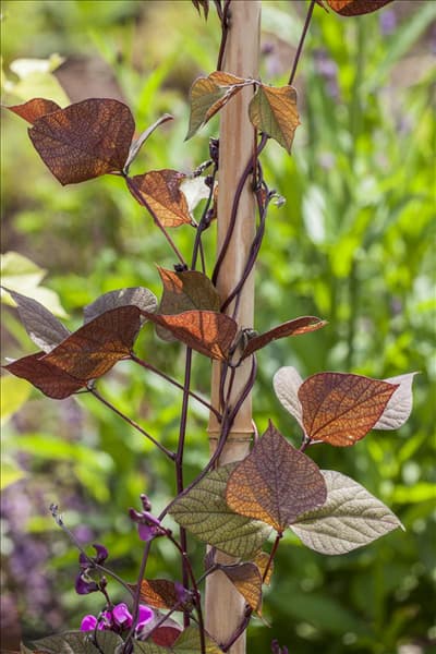 Lablab purpureus