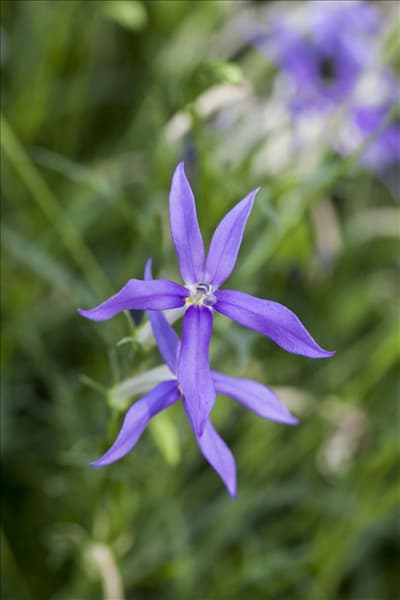 Isotoma axillaris