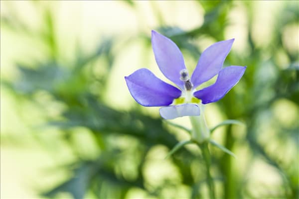 Isotoma axillaris