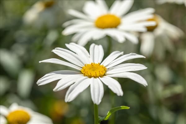 Leucanthemum x superbum 'Gruppenstolz'
