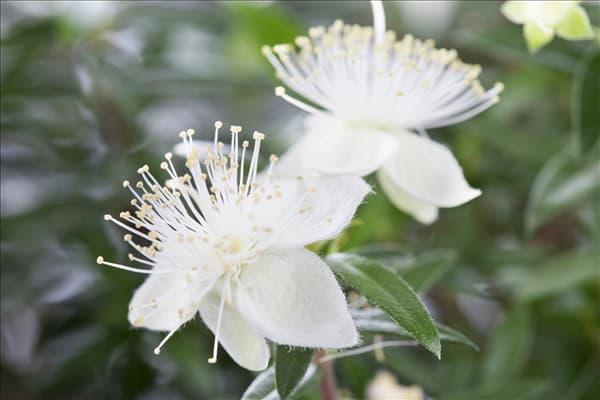 Myrtus communis
