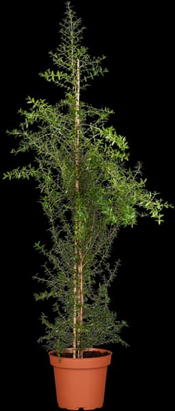 Myrtus communis