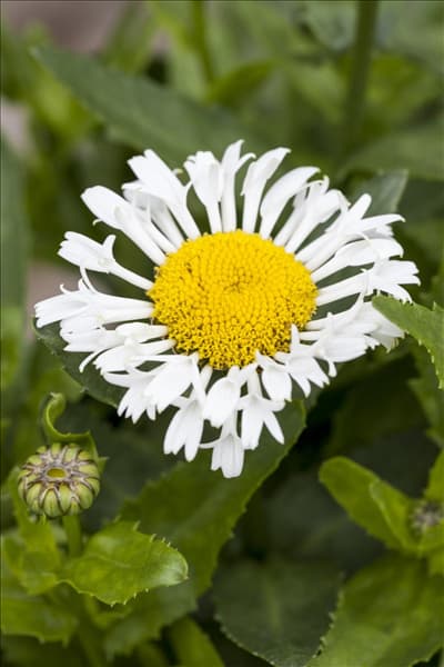 Leucanthemum x superbum 'LaCrosse'