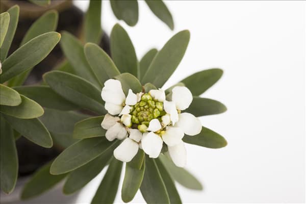 Iberis sempervirens