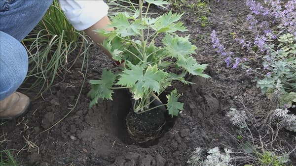 Rittersporn - Einpflanzen im Garten (thumbnail)