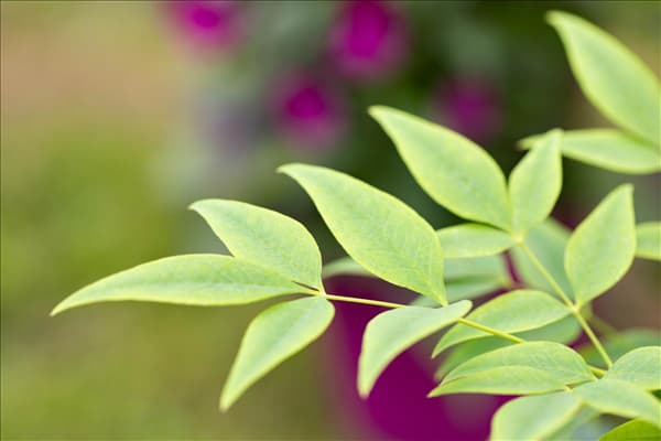 Nandina domestica 'Magical® Lemon-Lime'
