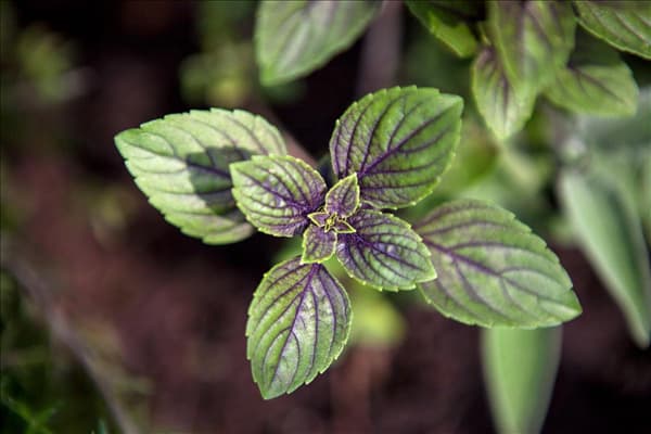 Mentha x piperita 'Chocolate'