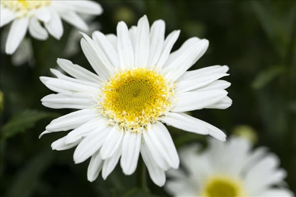 Leucanthemum x superbum 'Sweet Daisy Birdy'