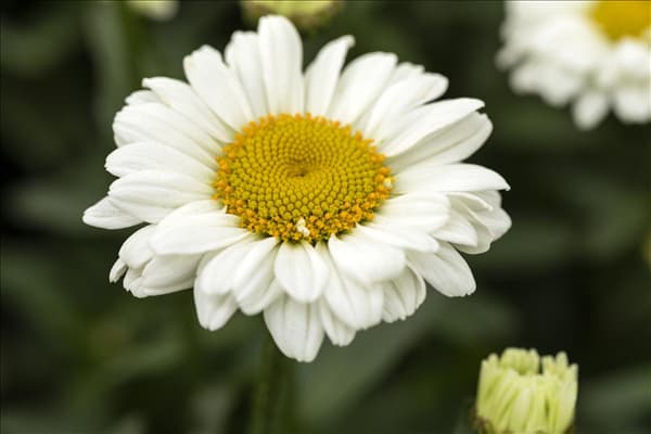 Leucanthemum x superbum 'Sweet Daisy Jane'