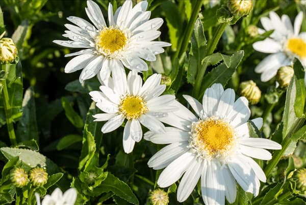 Leucanthemum x superbum 'Sweet Daisy'
