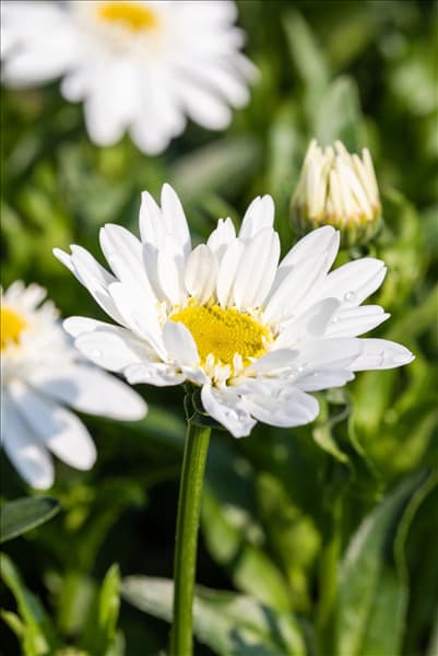 Leucanthemum x superbum 'Sweet Daisy'