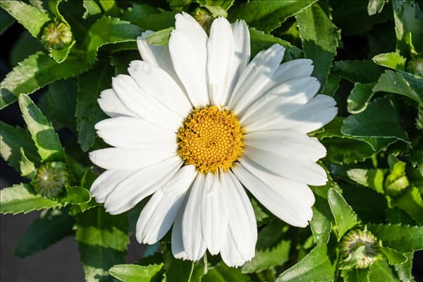 Leucanthemum x superbum 'Sweet Daisy'