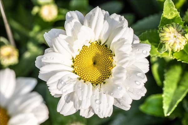 Leucanthemum x superbum 'Sweet Daisy'