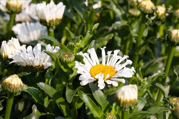 Leucanthemum x superbum 'Sweet Daisy'