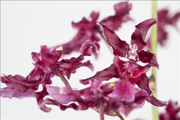 Oncidium