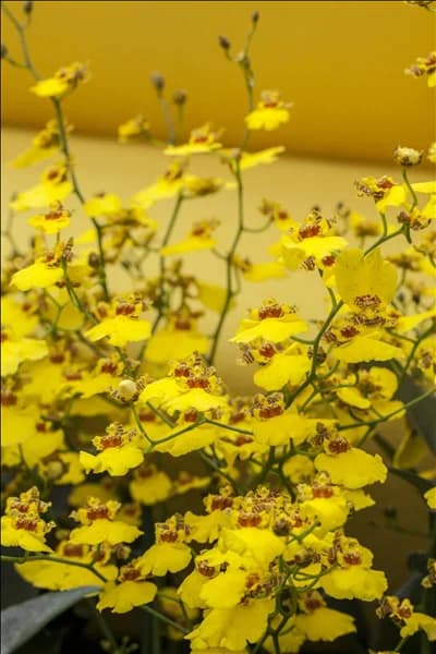Oncidium