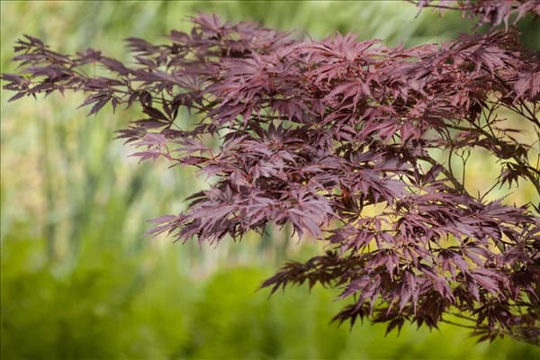 Acer palmatum
