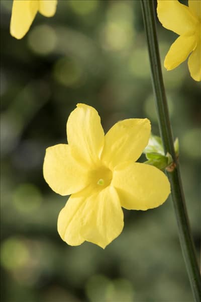 Jasminum nudiflorum