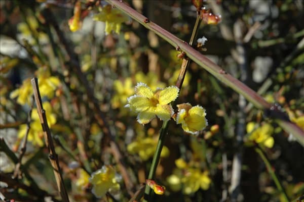 Jasminum nudiflorum