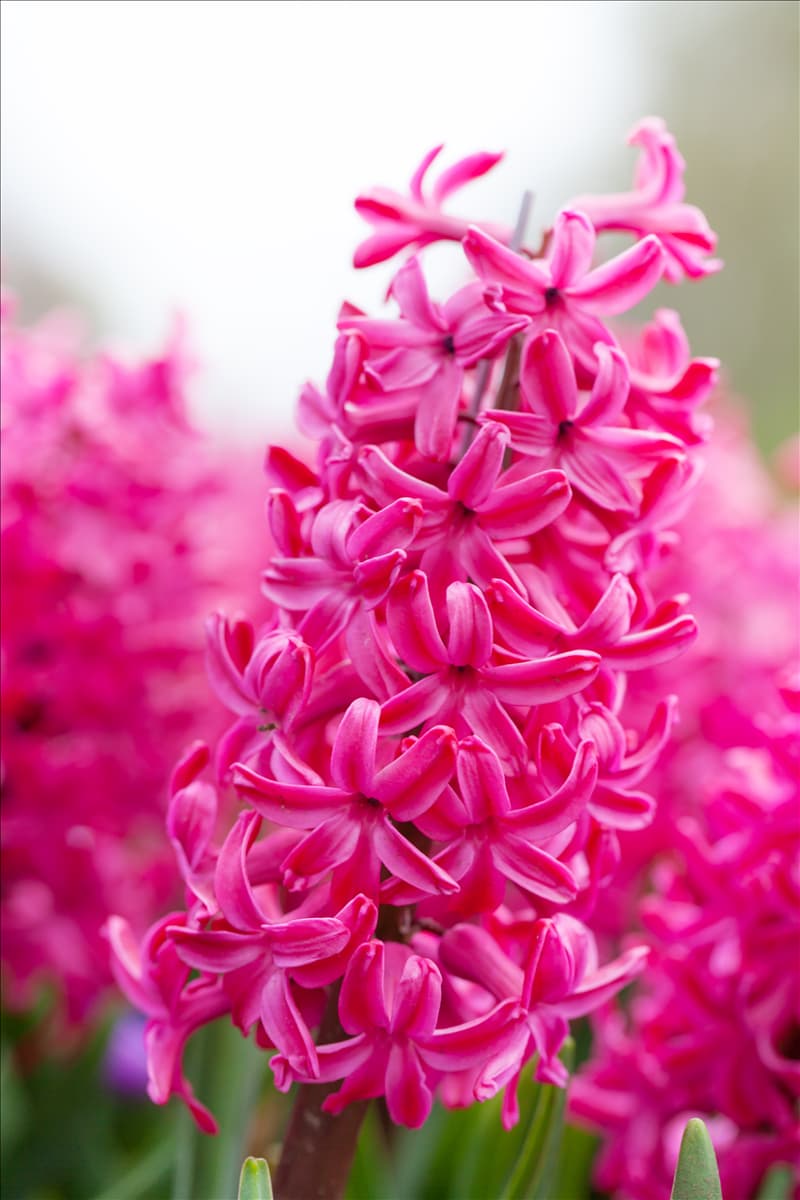 Hyacinthus orientalis 'Jan Bos'