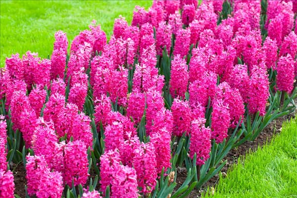 Hyacinthus orientalis 'Jan Bos'