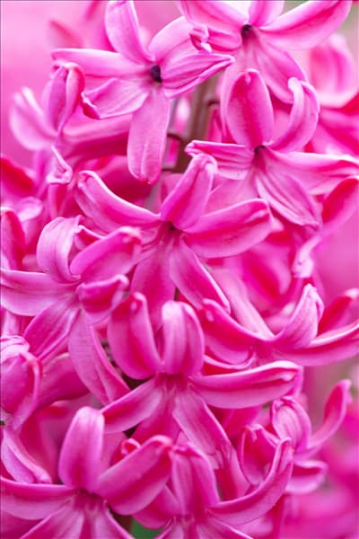 Hyacinthus orientalis 'Jan Bos'