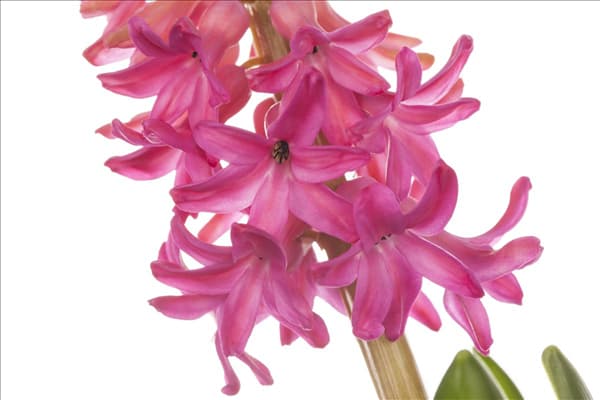Hyacinthus orientalis 'Jan Bos'
