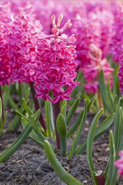 Hyacinthus orientalis 'Jan Bos'