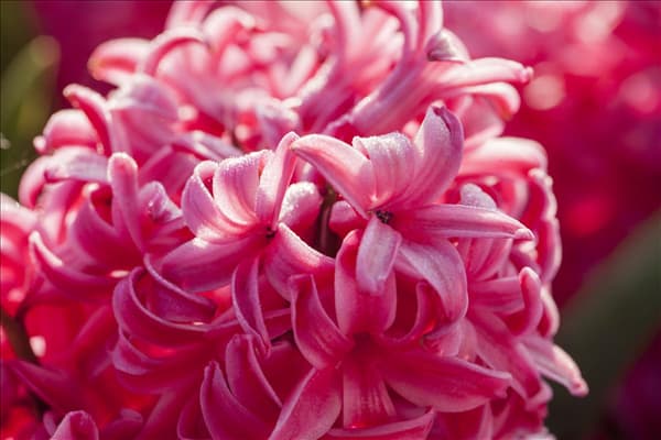 Hyacinthus orientalis 'Jan Bos'