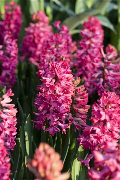 Hyacinthus orientalis 'Jan Bos'