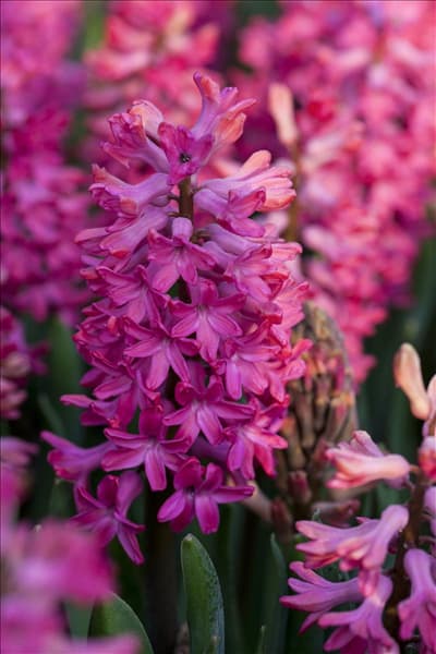 Hyacinthus orientalis 'Jan Bos'