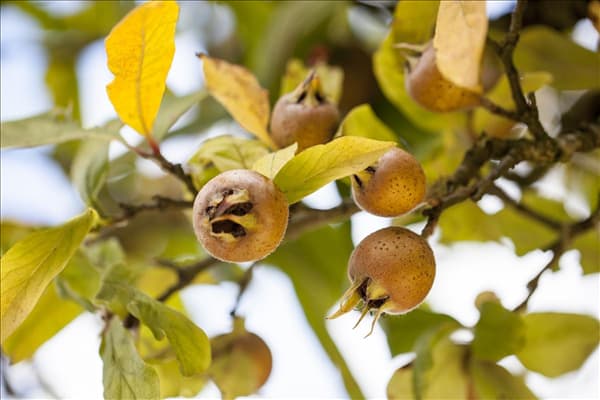 Mespilus germanica