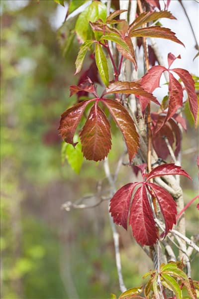 Parthenocissus quinquefolia