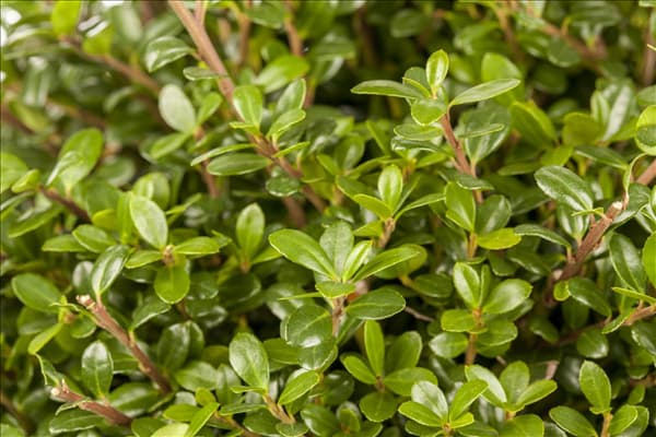 Ilex crenata 'Glorie Gem'