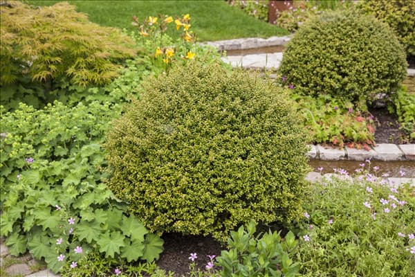 Ilex crenata 'Glorie Gem'