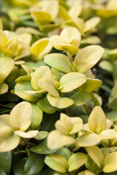 Ilex crenata 'Glorie Gem'