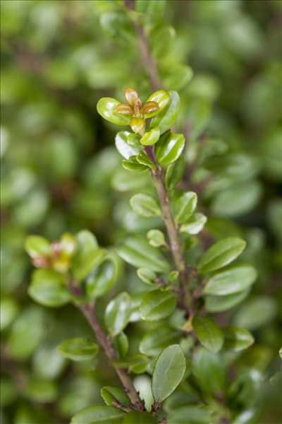 Ilex crenata 'Glorie Gem'