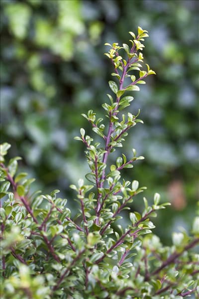 Ilex crenata 'Glorie Gem'