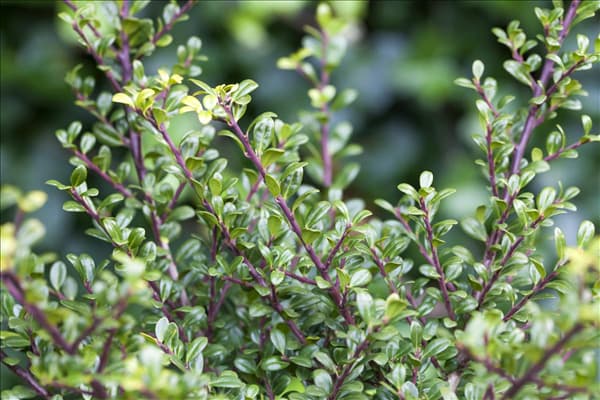 Ilex crenata 'Glorie Gem'