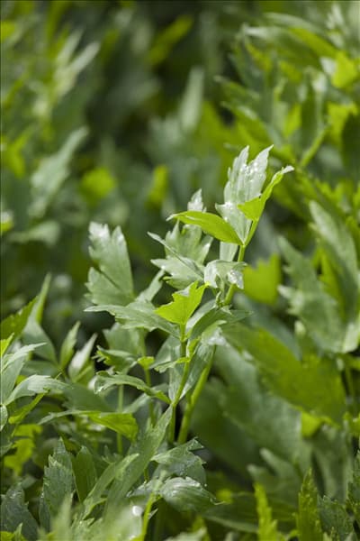 Levisticum officinale