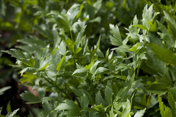 Levisticum officinale