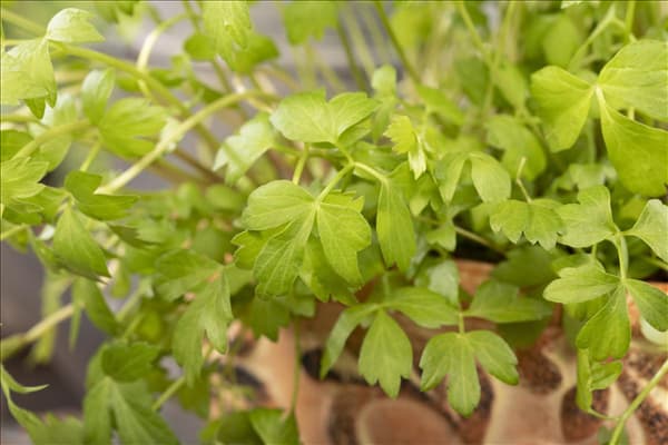 Levisticum officinale