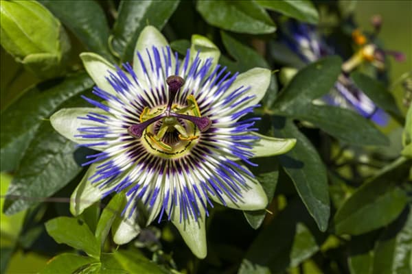 Passiflora caerulea