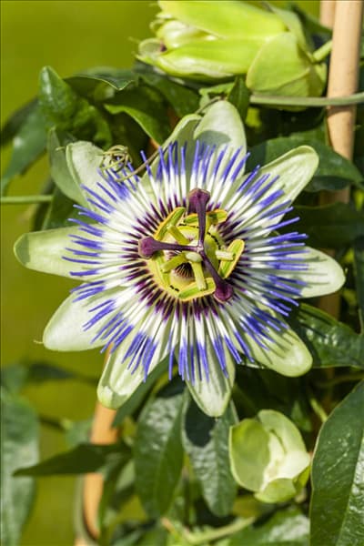 Passiflora caerulea
