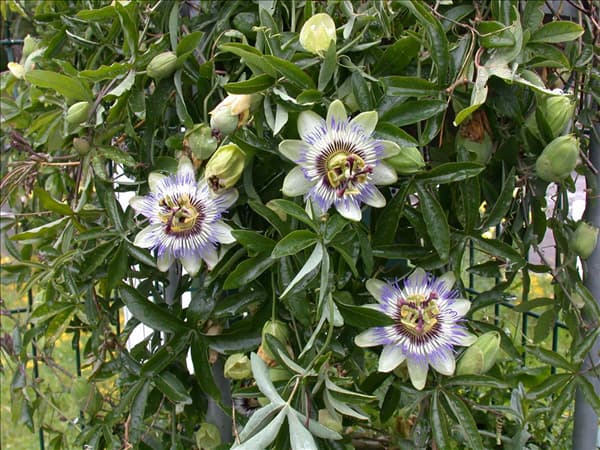 Passiflora caerulea